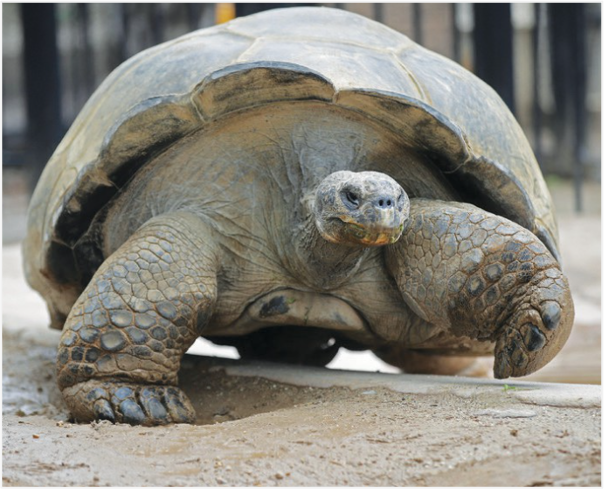 An image of a Galapagos turtle