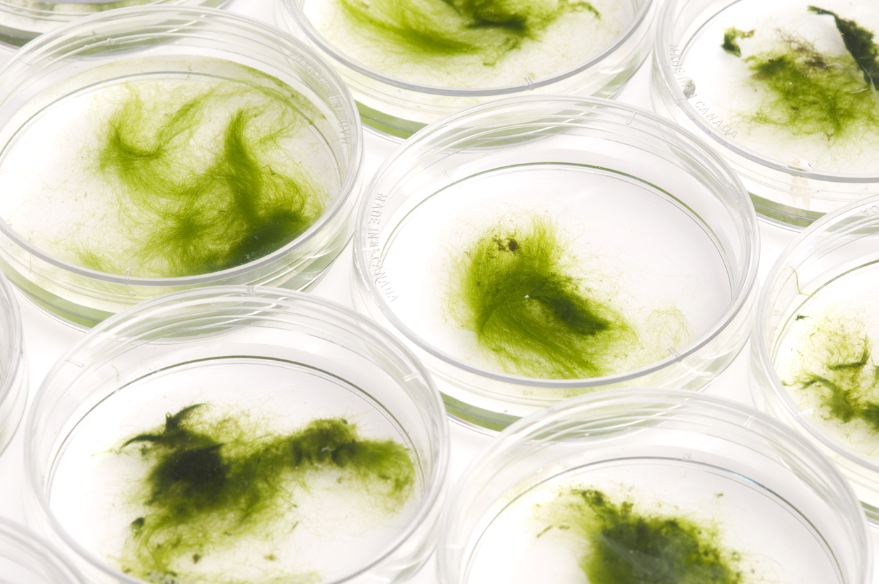 Algae in petri dishes for experiment