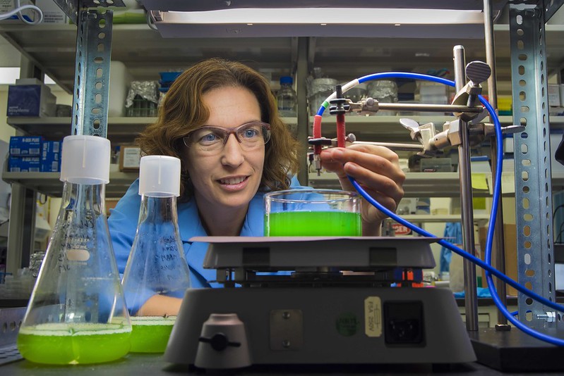 Jerilyn Timlin serves as a principal investigator for the Algal Predator and Pathogen Signature Verification project. The project looks at exploring and exploiting the various detailed optical signatures that arise when the algae cultivation pond surface is monitored using Sandia’s optical spectroradiometric techniques. These techniques can differentiate algae growth and state of health and provide an early warning of the active presence of predators and pathogens in outdoor algal ponds. In 2009, Jerilyn was presented by the National Institutes of Health (NIH) with a New Innovator Award to develop state-of-the-art imaging technology that can measure protein complex formation and protein networks. Learn more at bit.ly/2n790Er. Photo by Randy Montoya.