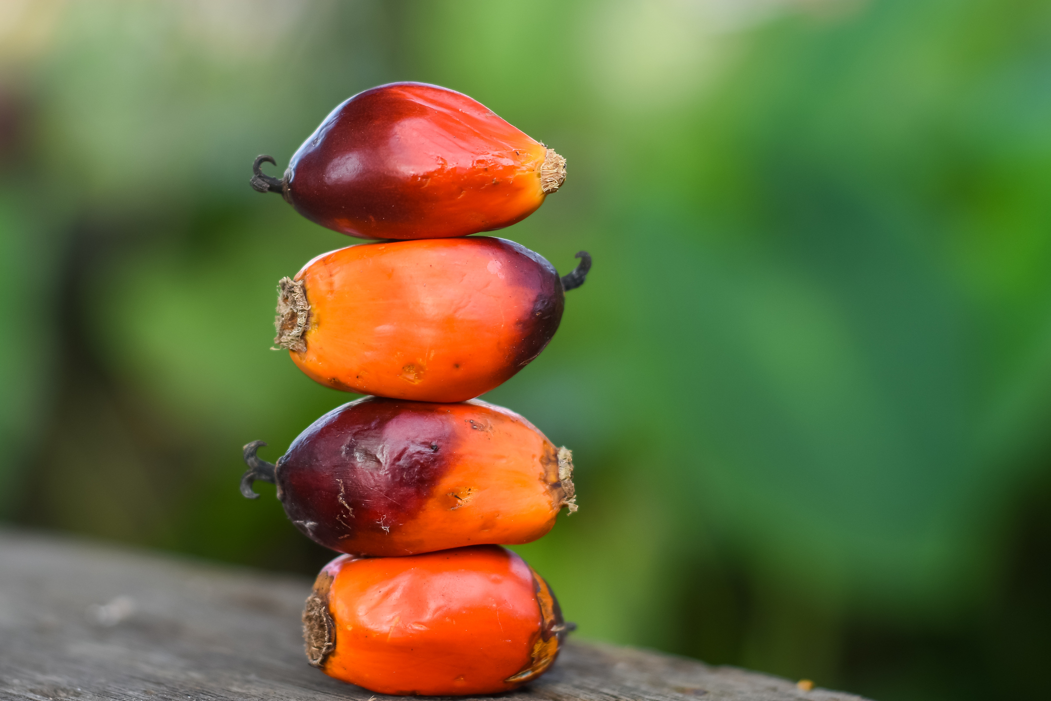 Waxen red-orange tinted seeds sit atop a rock.