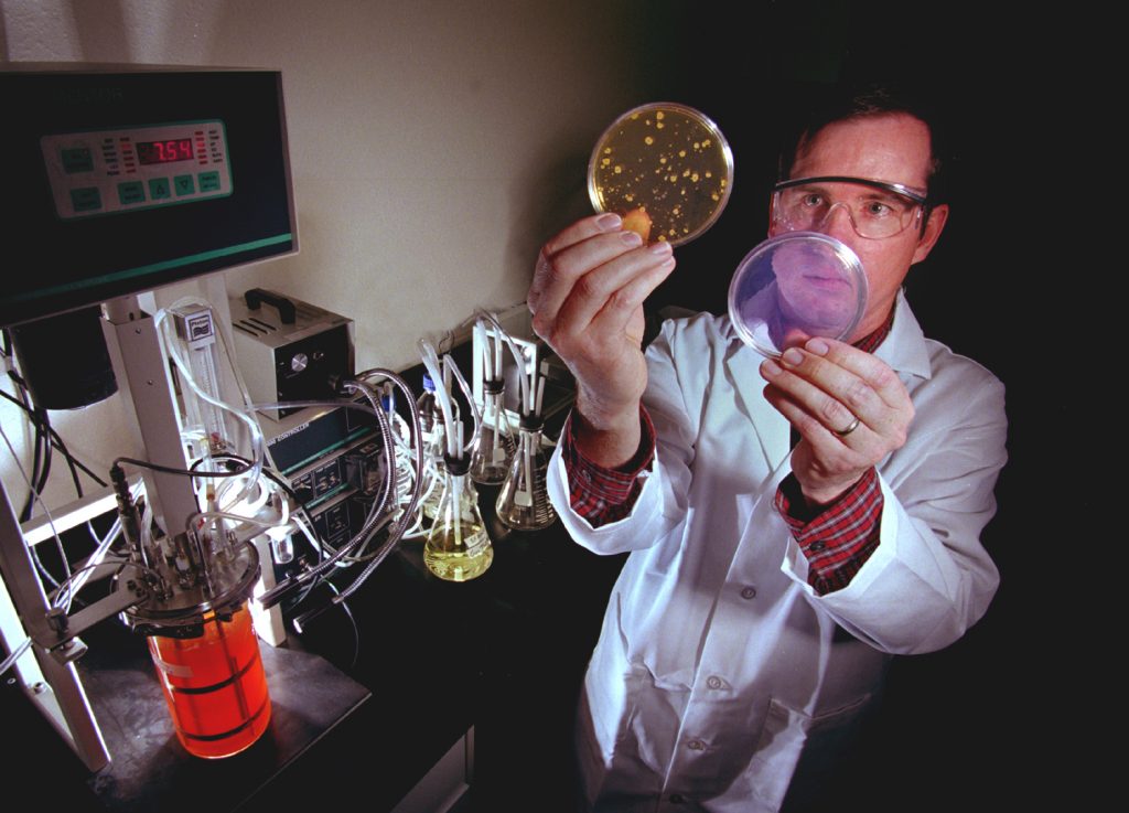 Sandia researcher Mark Tucker examines two petri dishes: one with a simulant of anthrax growing in it, the other treated with a decontamination formulation developed at Sandia. An earlier version of the formulation was among products used in late 2001 to decontaminate facilities in New York and Washington, D.C., contaminated with anthrax.