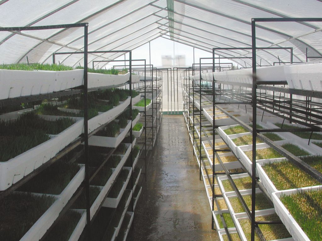 Racks of hydroponically grown feed crops in various stages of a 10-day harvest cycle.