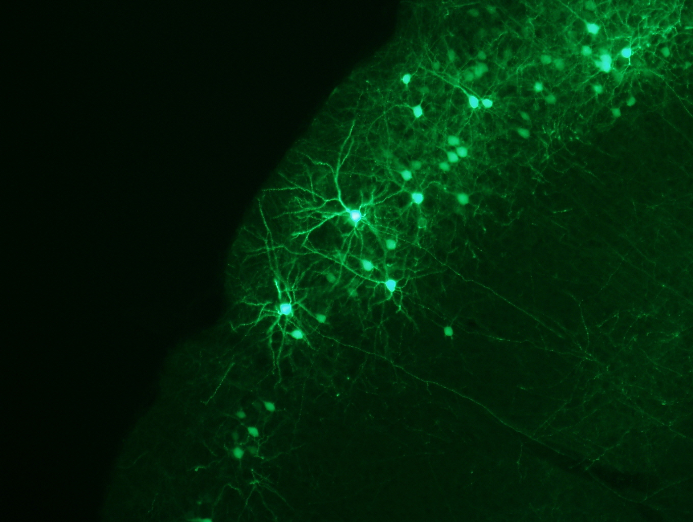 Sandia National Laboratories researchers are drawing inspiration from neurons in the brain, such as these green fluorescent protein-labeled neurons in a mouse neocortex, with the aim of developing neuro-inspired computing systems to reboot computing