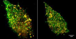 SUPER RESOLUTION MICROSCOPY