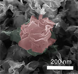 These inorganic “flowers,” color added, were created by Sandia National Laboratories researcher Stanley Chou and University of California, Merced colleague Vincent Tung in a spray-printing process that uses molybdenum disulfide to create a “flowering” hydrogen catalyst far cheaper than platinum and reasonably close in efficiency. (Image courtesy of Sandia National Laboratories) Click on the thumbnail for a high-resolution image.