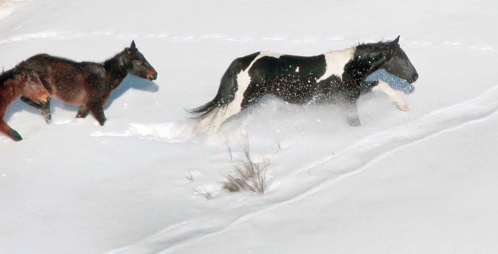 FREE SPIRITS -- Wild horses roam the Jicarilla Wild Horse Territory in northern New Mexico (Photo courtesy of U.S. Forest Service).Download 300dpi 277 KB JPEG image (Media are welcome to download/publish this image with related news stories.)