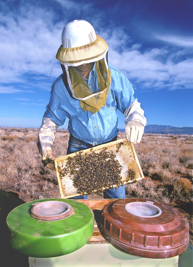 MINE BEES -- A beekeeeper holds honeybees that are helping researchers at Sandia National Laboratories and the University of Montana determine whether foraging bees can detect buried landmines. In the foreground are two unfused antitank mines.