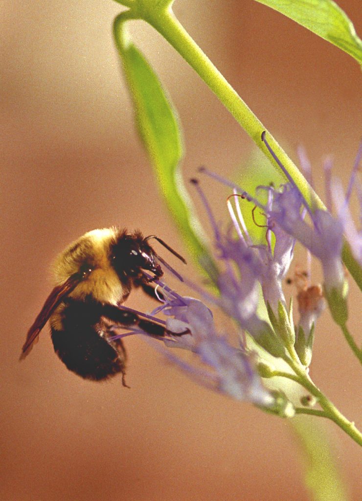 A HONEYBEE gathers food and materials for the hive.