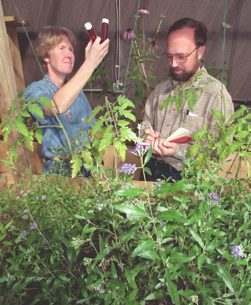 TNT UPTAKE -- Chemists Susan Bender and Phil Rodacy of Sandia National Laboratories check uptake rates of several varieties of plants being grown in a greenhouse. The plants' soils are tainted with TNT to determine which plants incorporate TNT into their roots, stems, leaves, and pollen most efficiently.