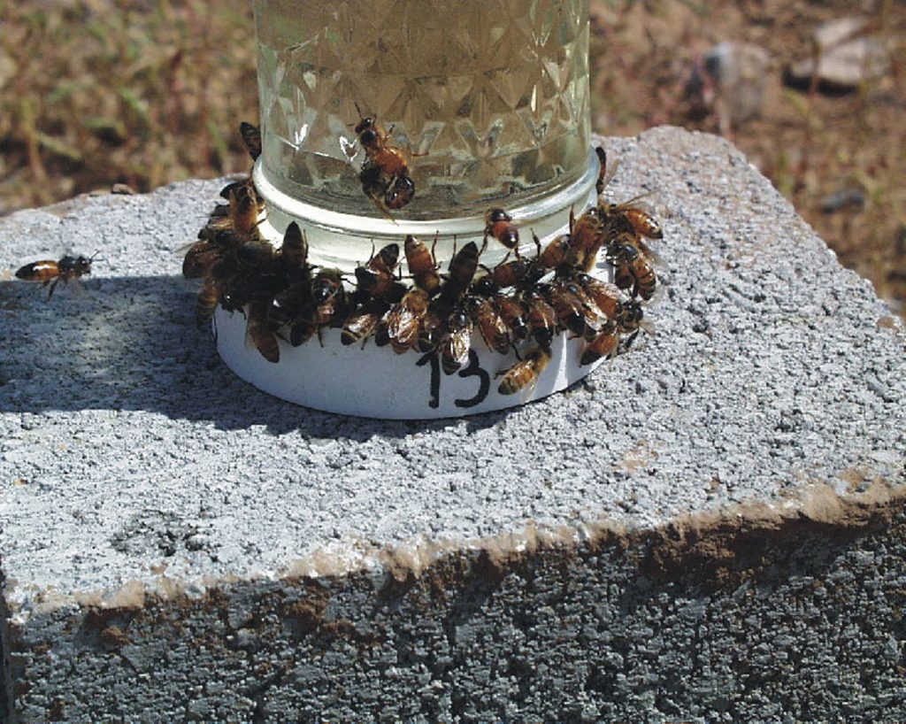 Honeybees forage near a sugar-water feeder doped with explosives simulants, part of bee-training experiments at Sandia National Laboratories.