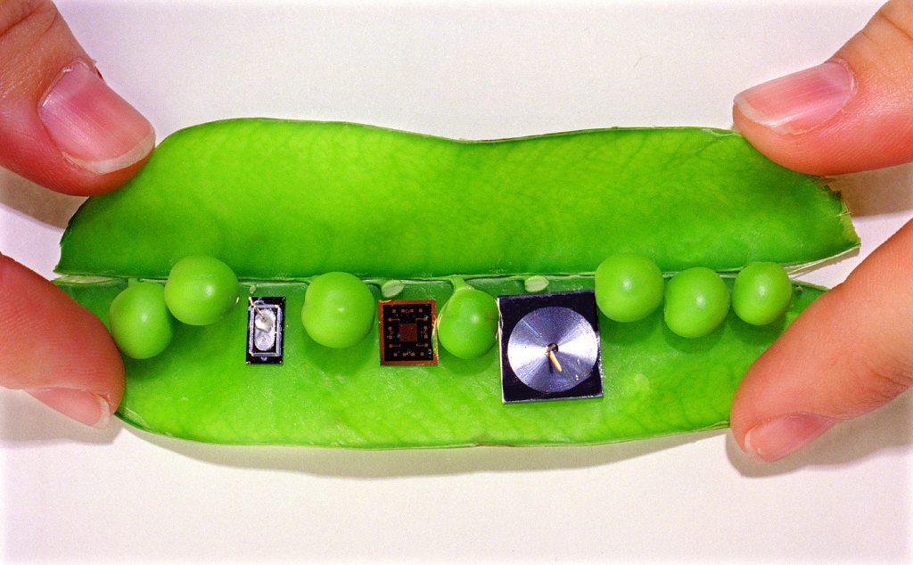 LAB IN A PEA POD -- Three principal components of Sandia's integrated micro chem lab are small enough to fit easily inside a snow-pea pod. Shown from left to right are a surface acoustic wave sensor array, a preconcentrator that collects chemical vapors for gas-phase analysis and a miniature gas chromatograph column. The entire system, designed to also analyze liquid samples, fits into a package about the size of a thick paperback book.