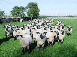 Sheep flock