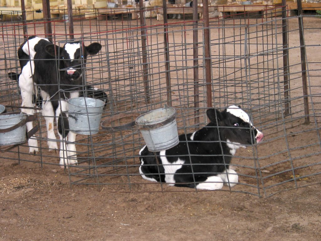 TWO CALVES