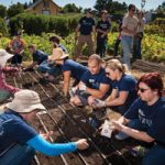 volunteers plant seeds