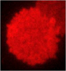 Image of cholesterol in the cell membrane of a resting cell