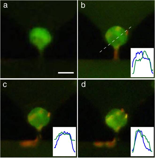 Translocation of transcription factor RelA into macrophage nucleus