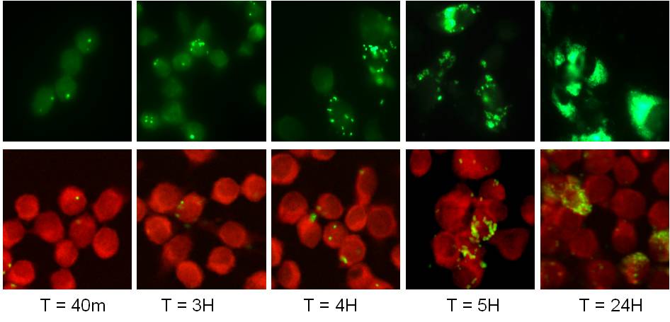 Image of virulence proteins in Francisella Novicida 