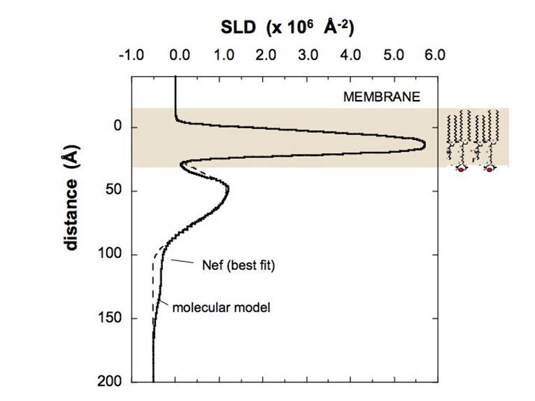 Neutron reflection of HIV Nef bound to lipid membranes