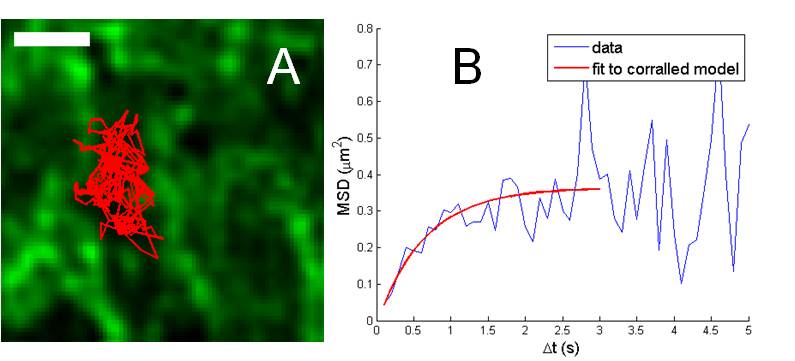 Real-time image of immunological synapse