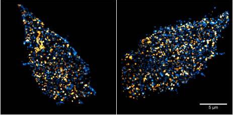 Raman imaging of Haematococcus pluvialis