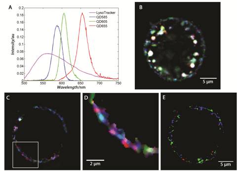 MCR analysis of LHCII and PSII in Chlamydomonas reinhardtii