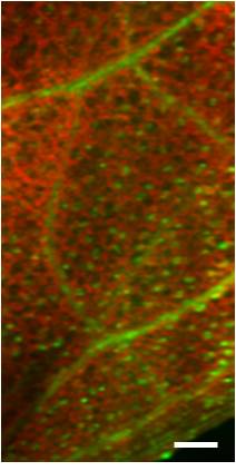Hyperspectral image of biomass deconstruction