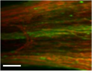 Hyperspectral image of biomass deconstruction