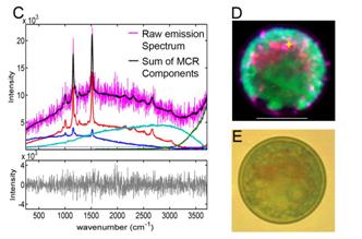 Raman imaging of Haematococcus pluvialis