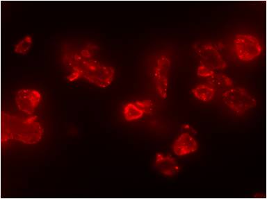 CBM3c binding to crystalline cellulose