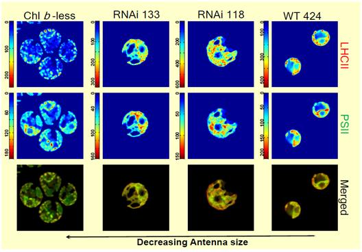 Hyperspectral confocal fluorescence image of Chlamydomonas reinhardtii and antenna mutants