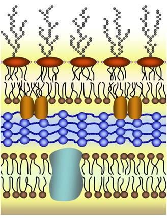Schematic of algal membranes and ion channels involved in lipid trigger initialization