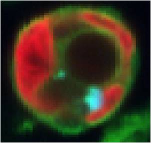 Fluorescence image of lipid production in an algal cell